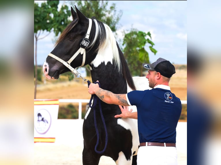 Barocco pinto Stallone 4 Anni 170 cm Tobiano-tutti i colori in Colmenar de Oreja