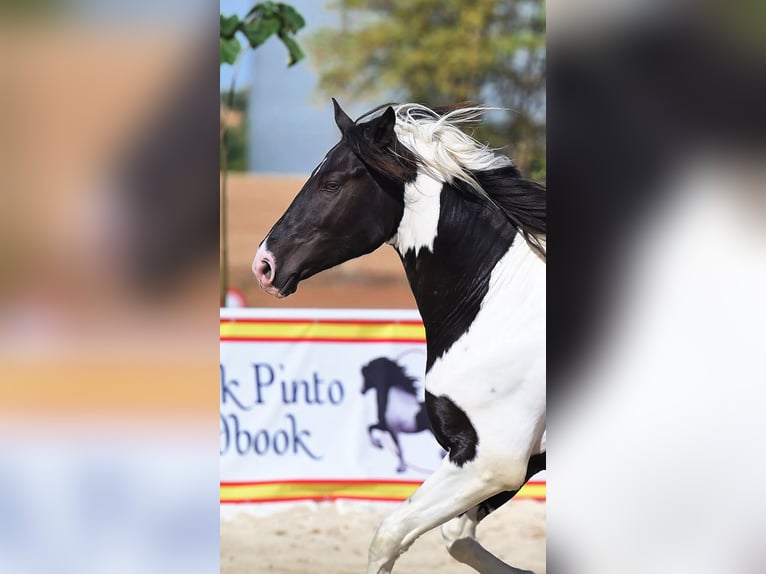 Barocco pinto Stallone 4 Anni 170 cm Tobiano-tutti i colori in Colmenar de Oreja