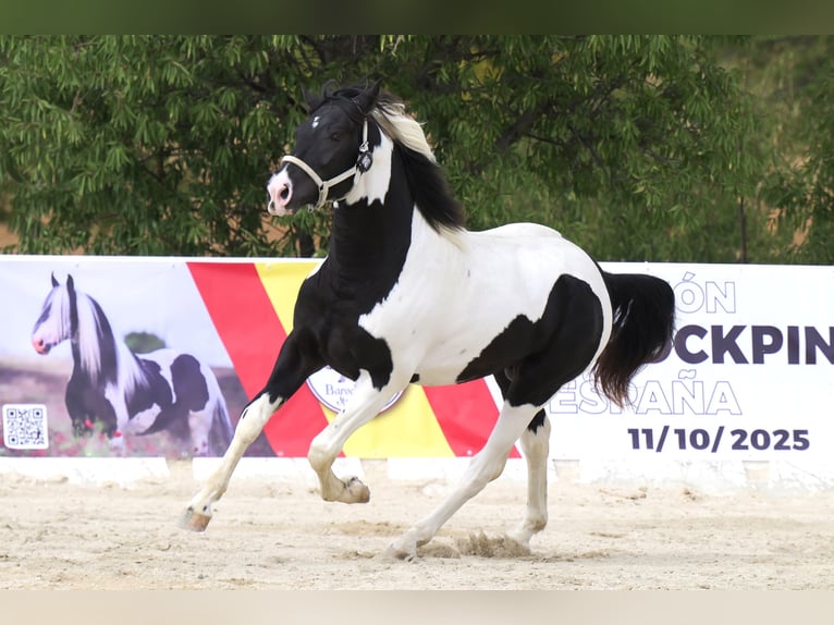 Barocco pinto Stallone 4 Anni 170 cm Tobiano-tutti i colori in Colmenar de Oreja