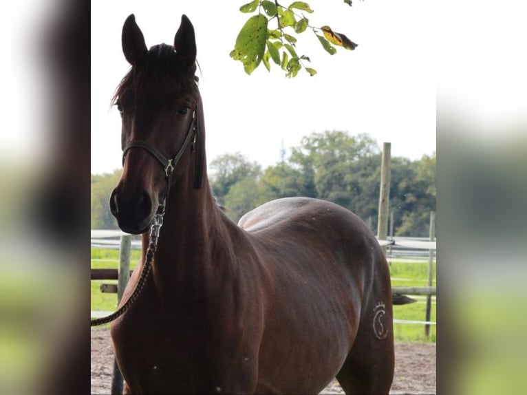 Barocco pinto Stallone 4 Anni Baio in Chiclana de la Frontera