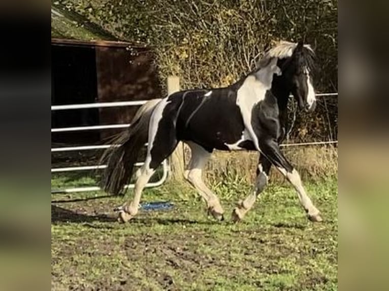 Barocco pinto Stallone 5 Anni 165 cm Tobiano-tutti i colori in Wagenfeld