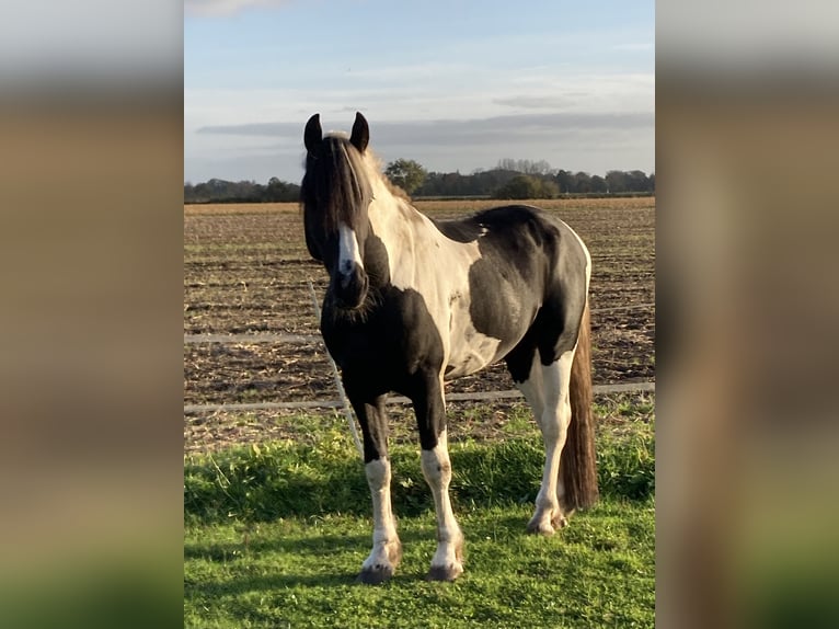 Barocco pinto Stallone 5 Anni 165 cm Tobiano-tutti i colori in Wagenfeld