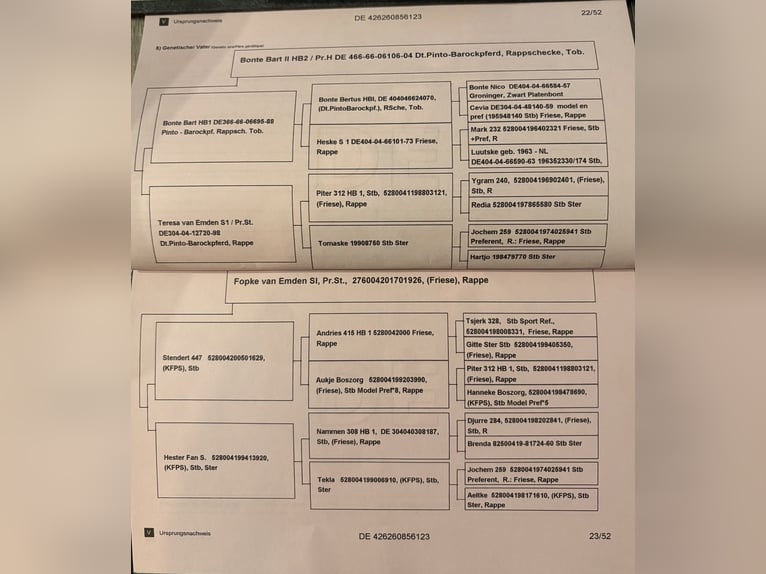 Barocco pinto Stallone Morello in Wittmund