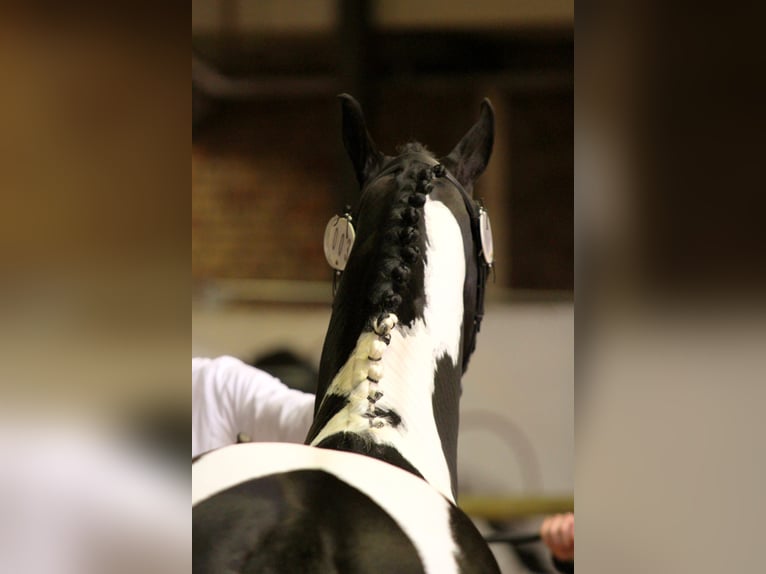 Barocco pinto Stallone Pezzato in Maarssen