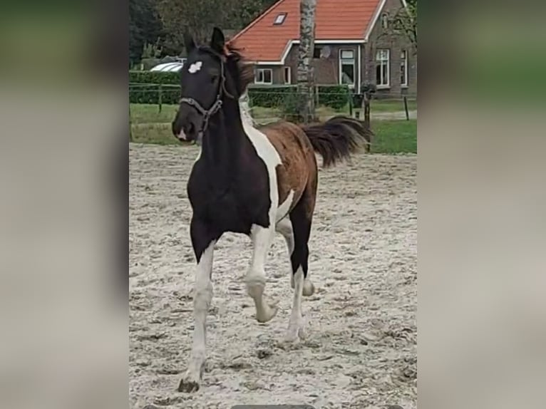 Barocco pinto Stallone Puledri
 (03/2024) 170 cm Pezzato in Zandhuizen