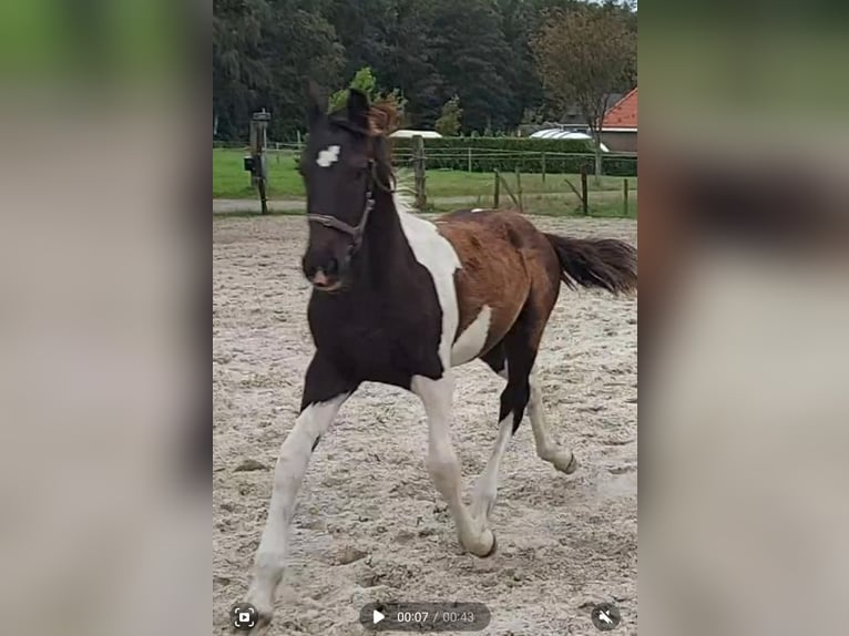 Barocco pinto Stallone Puledri
 (03/2024) 170 cm Pezzato in Zandhuizen