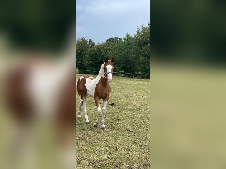 Barocco pinto Stallone Puledri (04/2026) 170 cm Pezzato in Deurningen