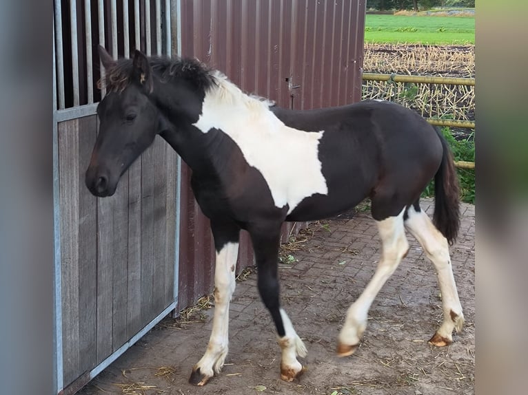 Barocco pinto Stallone Puledri (01/2024) in Emlichheim