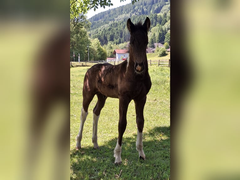 Barocco pinto Stallone  Pezzato in Fischertratten