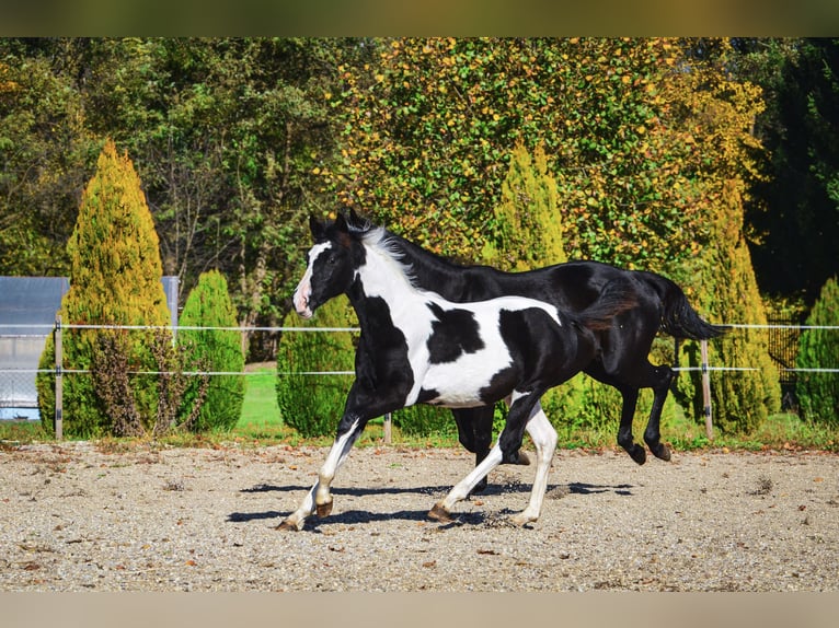 Barocco pinto Stallone Puledri (06/2025) Tobiano-tutti i colori in Ptuj