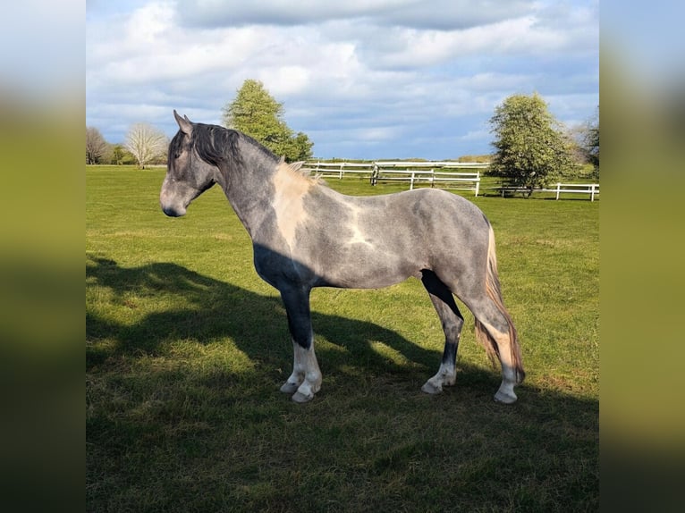 Barocco pinto Stallone Tobiano-tutti i colori in Brilon