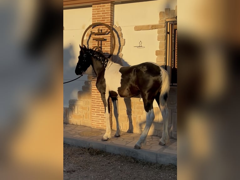 Barock Pinto Étalon 1 Année 154 cm Pinto in Colmenar de Oreja