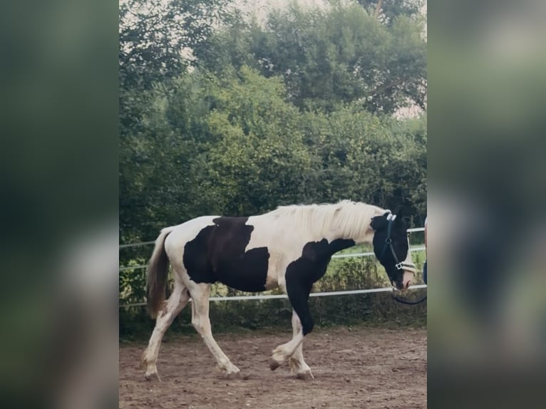 Barock Pinto Étalon 1 Année 160 cm Pinto in Waldbrunn (Westerwald)
