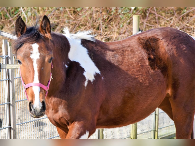 Barock Pinto Croisé Étalon 1 Année in Solingen