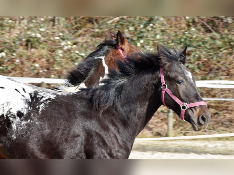 Barock Pinto Croisé Étalon 1 Année in Solingen