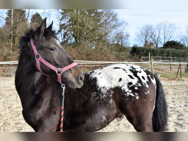 Barock Pinto Croisé Étalon 1 Année in Solingen