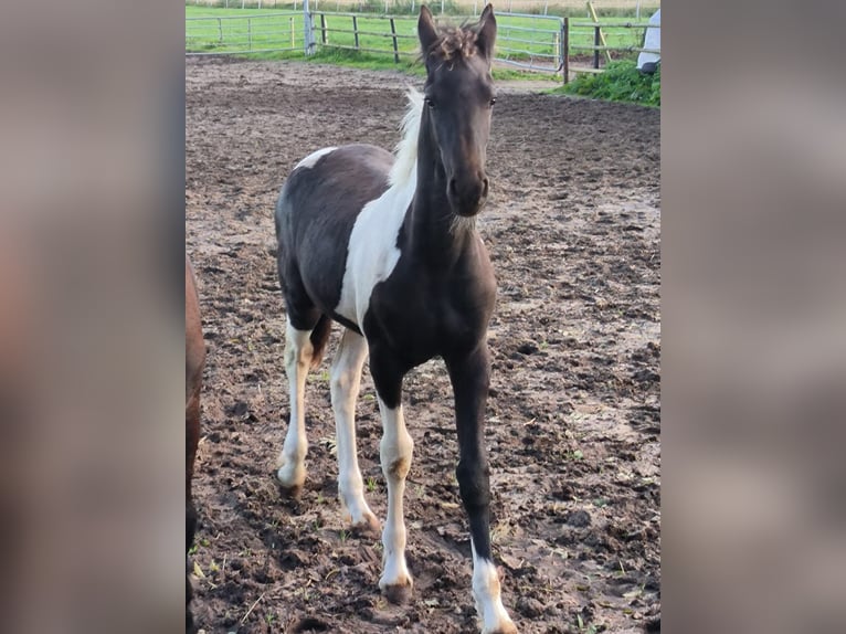 Barock Pinto Étalon 1 Année in Emlichheim