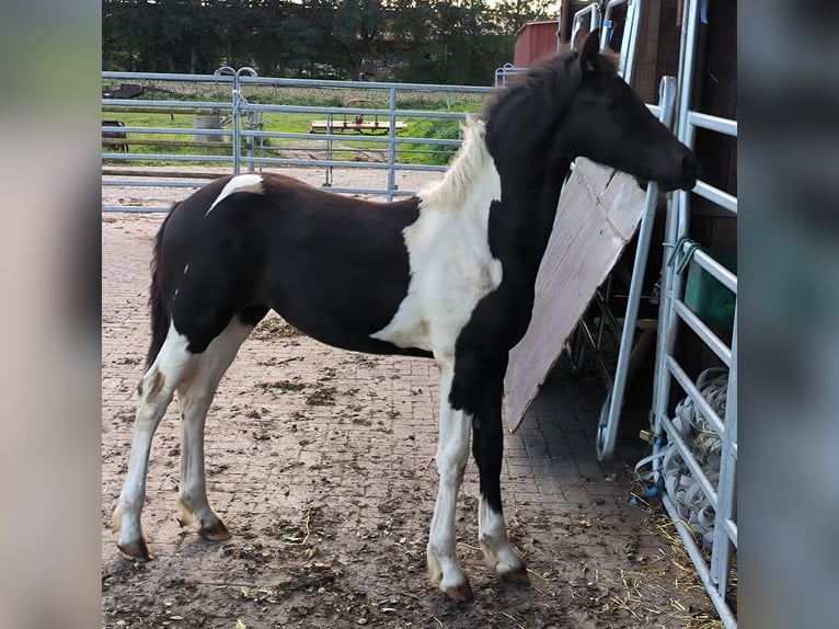 Barock Pinto Étalon 1 Année in Emlichheim