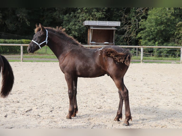 Barock Pinto Étalon 1 Année Léopard in Ygrande