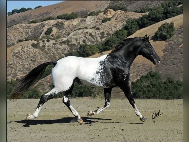 Barock Pinto Étalon 1 Année Léopard in Ygrande