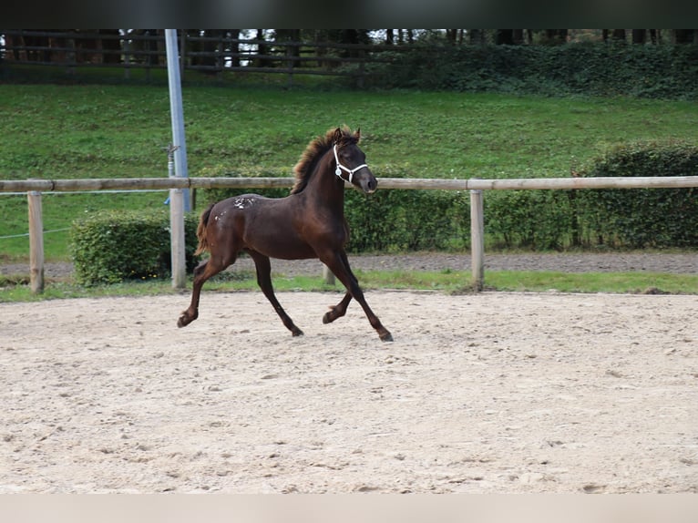 Barock Pinto Étalon 1 Année Léopard in Ygrande