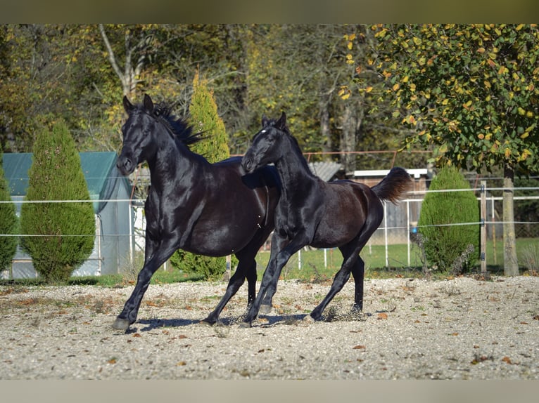 Barock Pinto Étalon 1 Année Noir in Ptuj