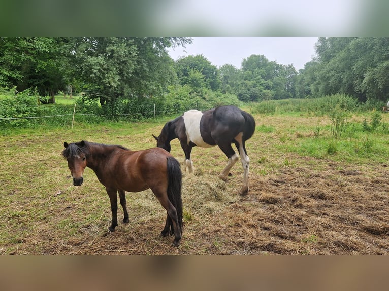 Barock Pinto Étalon 1 Année Pinto in Düsseldorf