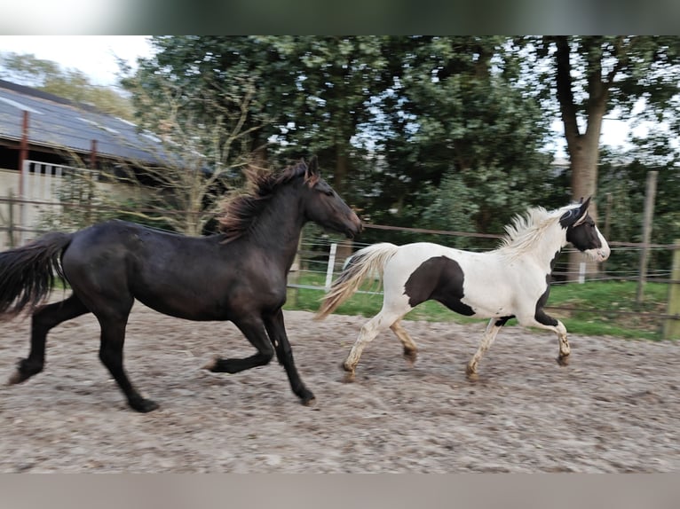 Barock Pinto Étalon 2 Ans 158 cm Pinto in Tzummarum