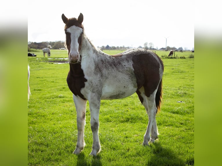 Barock Pinto Étalon 2 Ans 160 cm Overo-toutes couleurs in Tzummarum