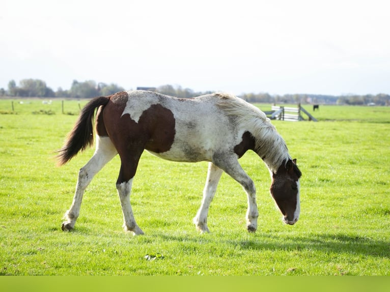 Barock Pinto Étalon 2 Ans 160 cm Overo-toutes couleurs in Tzummarum