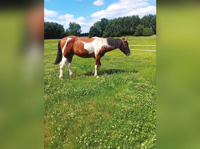 Barock Pinto Croisé Étalon 2 Ans 165 cm Pinto in Südlohn