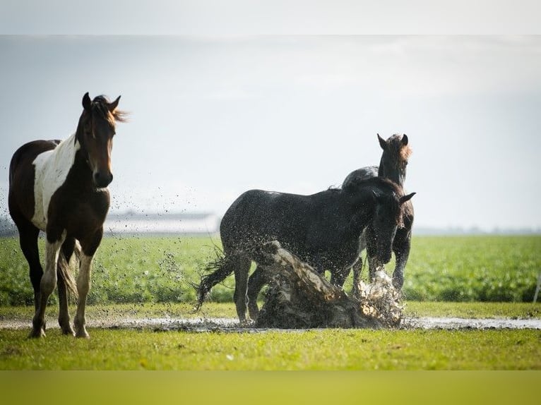 Barock Pinto Étalon 2 Ans 165 cm Pinto in Tzummarum