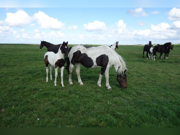 Barock Pinto Étalon 2 Ans in Bunde