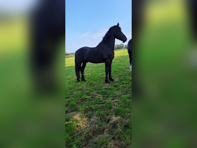 Barock Pinto Étalon 2 Ans Noir in Coevorden