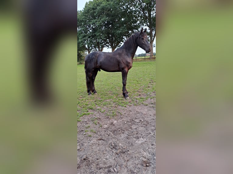 Barock Pinto Étalon 2 Ans Noir in Coevorden