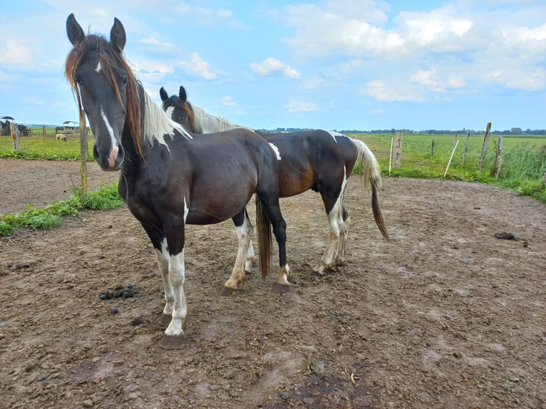 Barock Pinto Étalon 2 Ans Pinto in Steenwijk