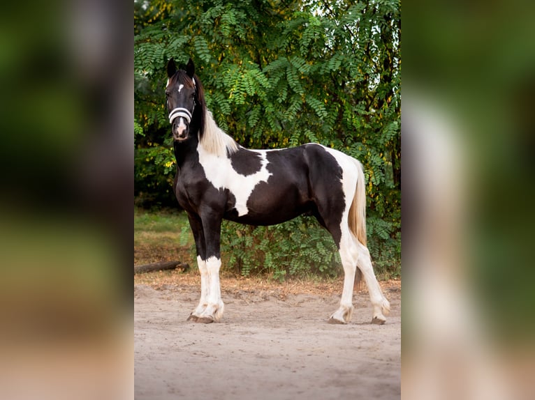 Barock Pinto Étalon 2 Ans Pinto in Trzebnica