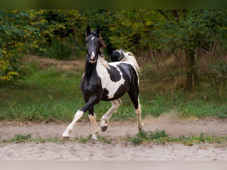 Barock Pinto Étalon 2 Ans Pinto in Trzebnica