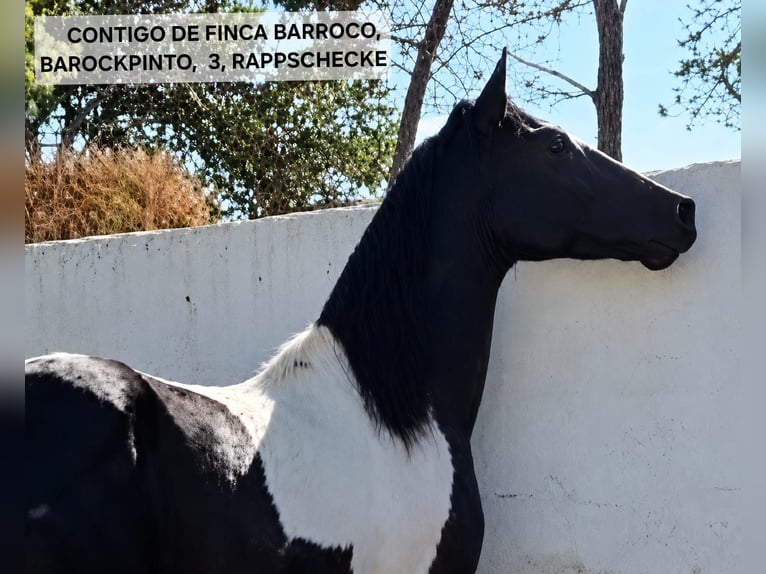 Barock Pinto Étalon 3 Ans 152 cm Pinto in Vejer de la Frontera