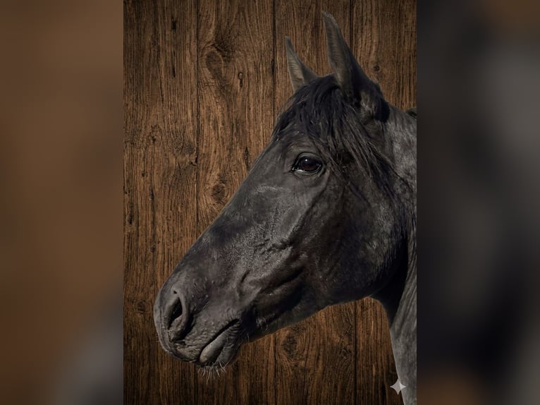 Barock Pinto Étalon 3 Ans 152 cm Pinto in Vejer de la Frontera