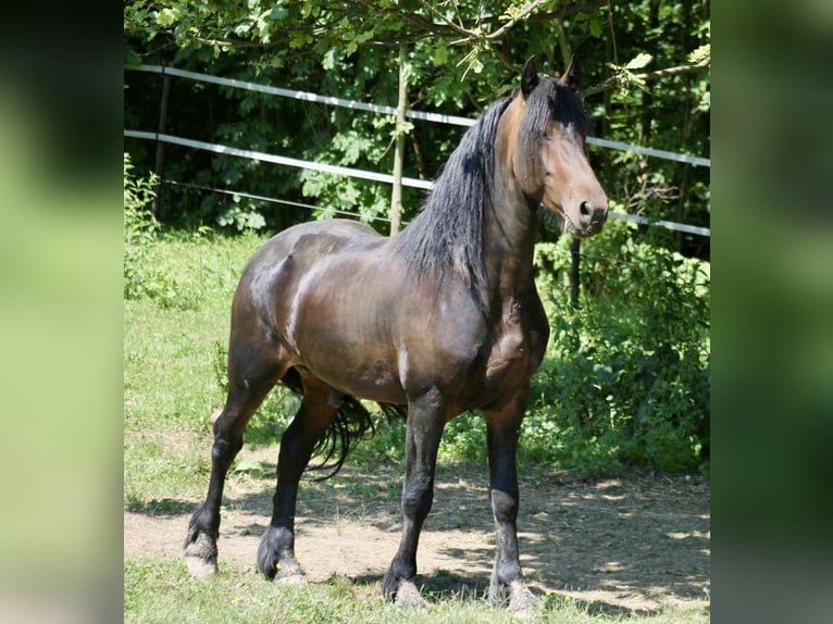 Barock Pinto Étalon 3 Ans 155 cm Bai in Hrádek nad Nisou