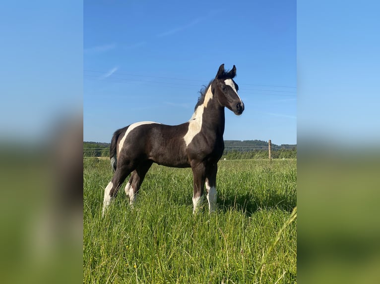 Barock Pinto Étalon 3 Ans 160 cm Pinto in Velbert