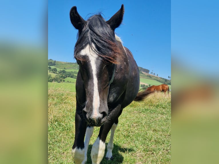 Barock Pinto Étalon 3 Ans 160 cm Pinto in Velbert