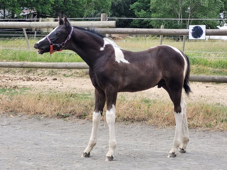 Barock Pinto Étalon 3 Ans 160 cm Pinto in Velbert