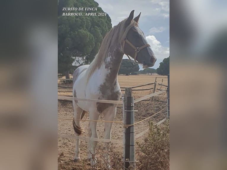 Barock Pinto Croisé Étalon 3 Ans in Chiclana de la Frontra