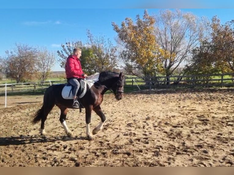 Barock Pinto Étalon 4 Ans 165 cm Pinto in Rechnitz