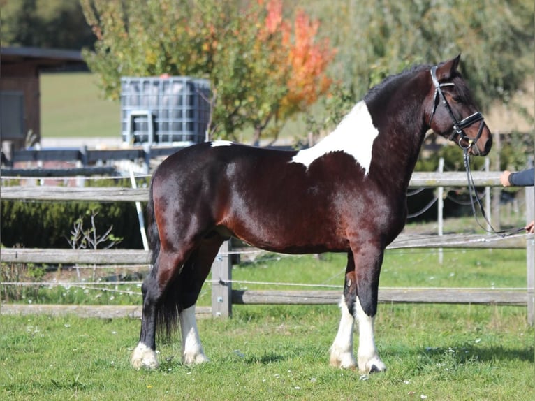 Barock Pinto Étalon 4 Ans 165 cm Pinto in Rechnitz