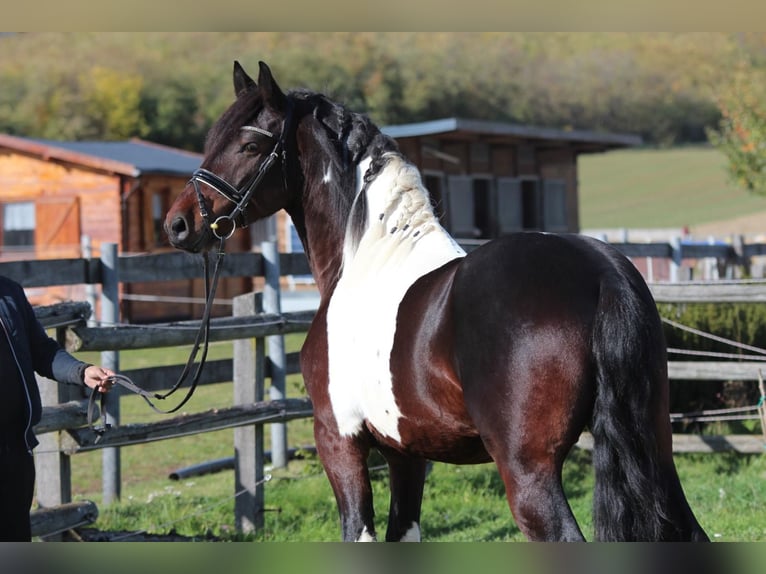Barock Pinto Étalon 4 Ans 165 cm Pinto in Rechnitz