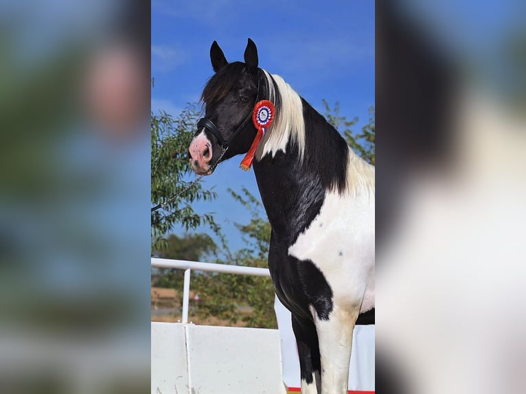 Barock Pinto Étalon 4 Ans 170 cm Tobiano-toutes couleurs in Colmenar de Oreja