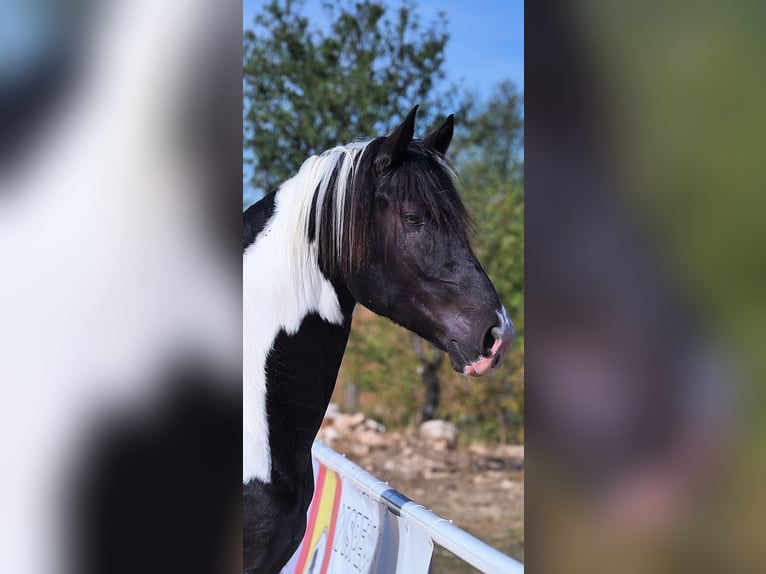 Barock Pinto Étalon 4 Ans 170 cm Tobiano-toutes couleurs in Colmenar de Oreja